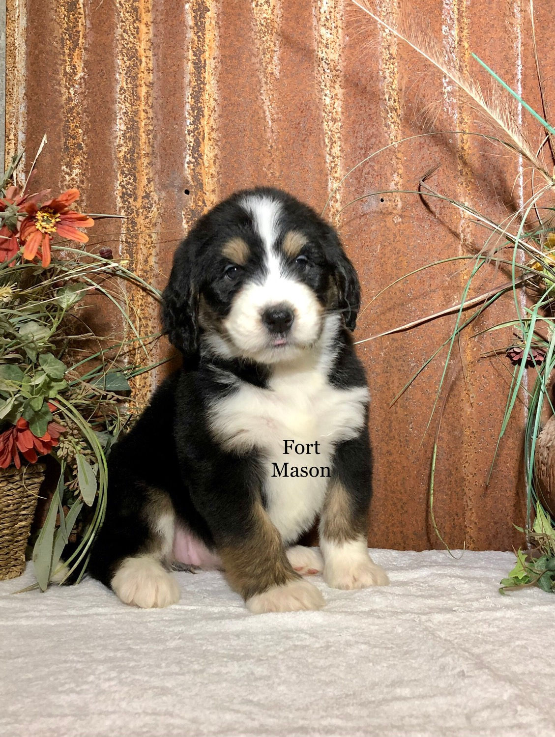 Violet (Reserved)
