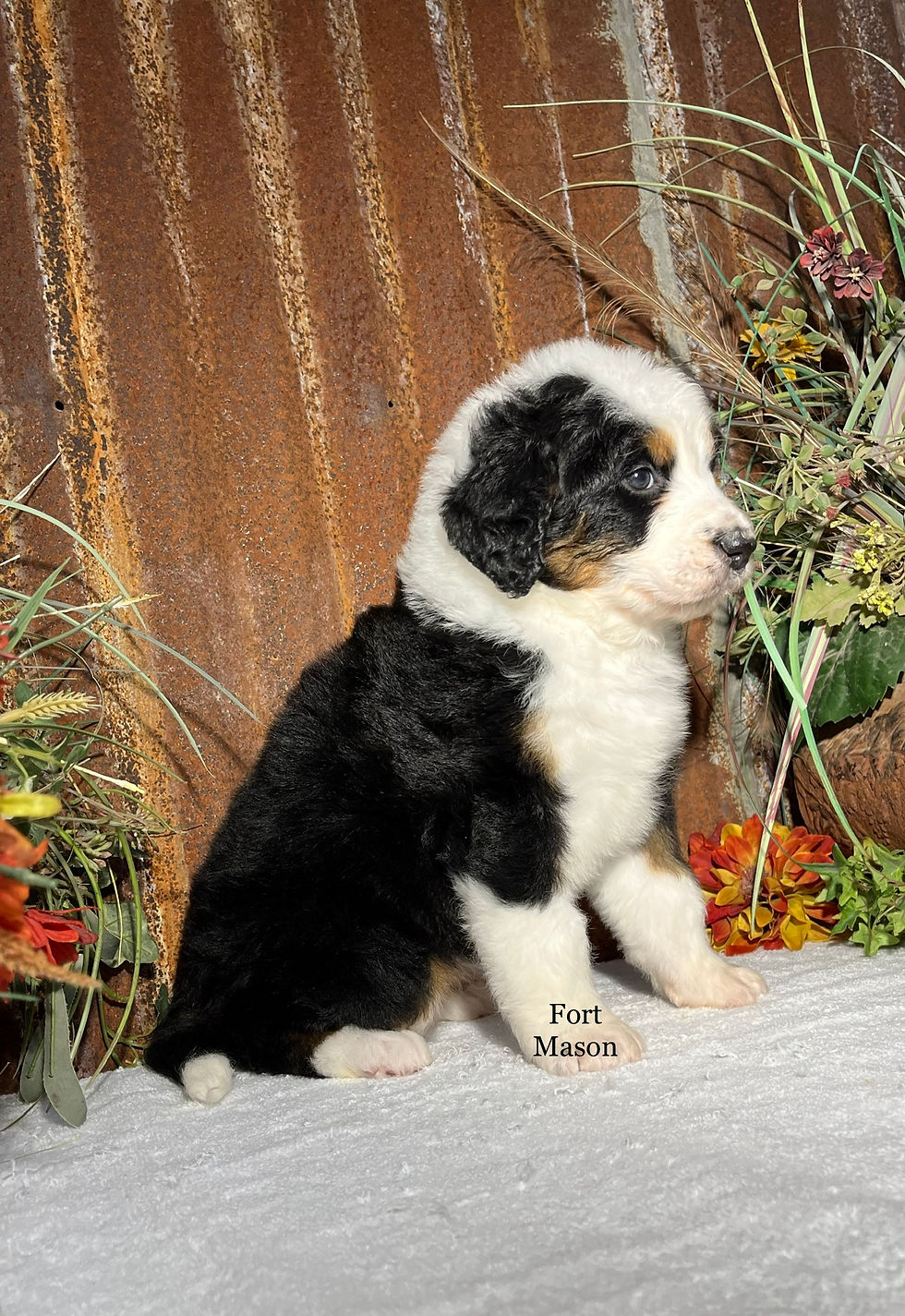 Thumbnail: Pixie (Reserved)