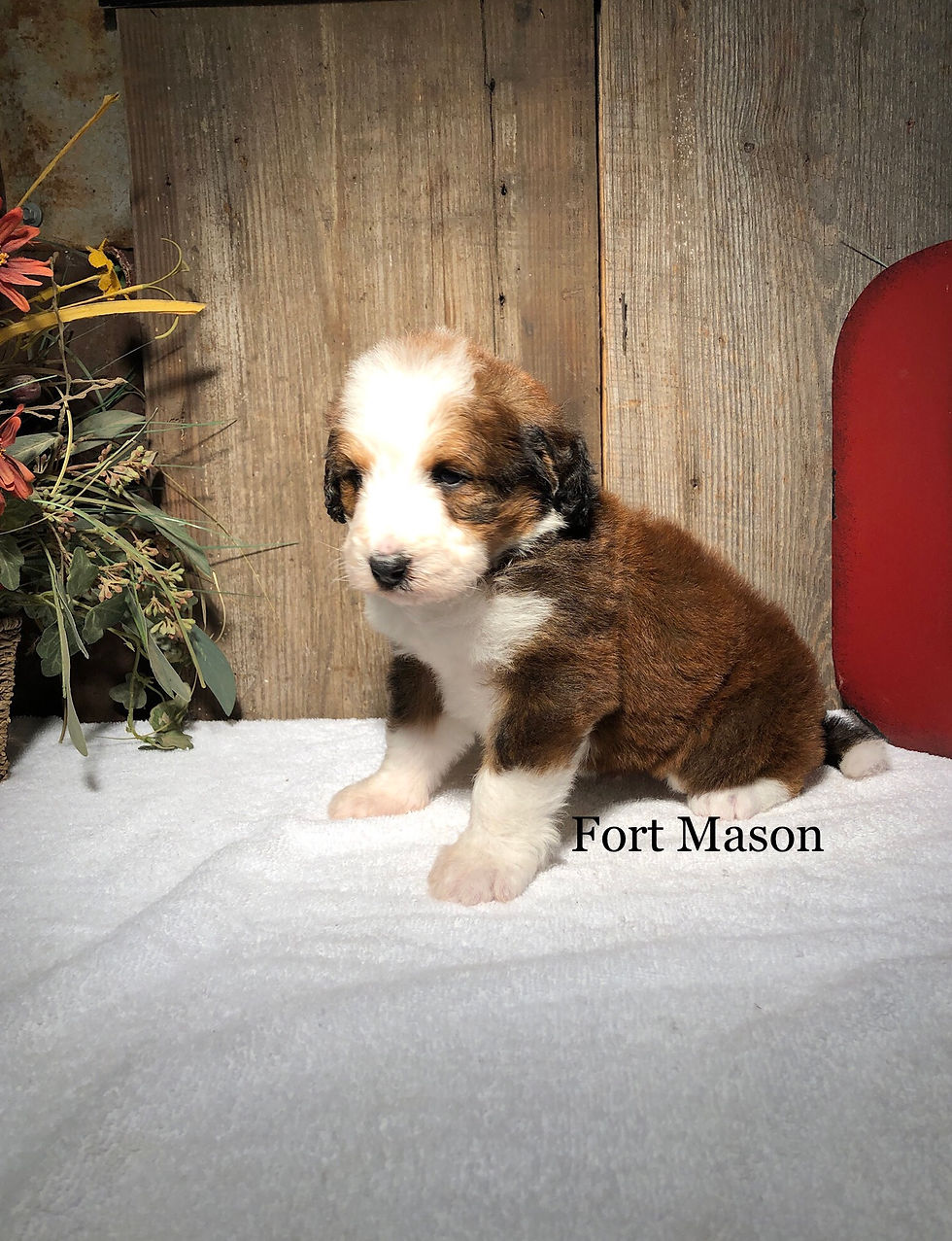 Thumbnail: Josie (Reserved)