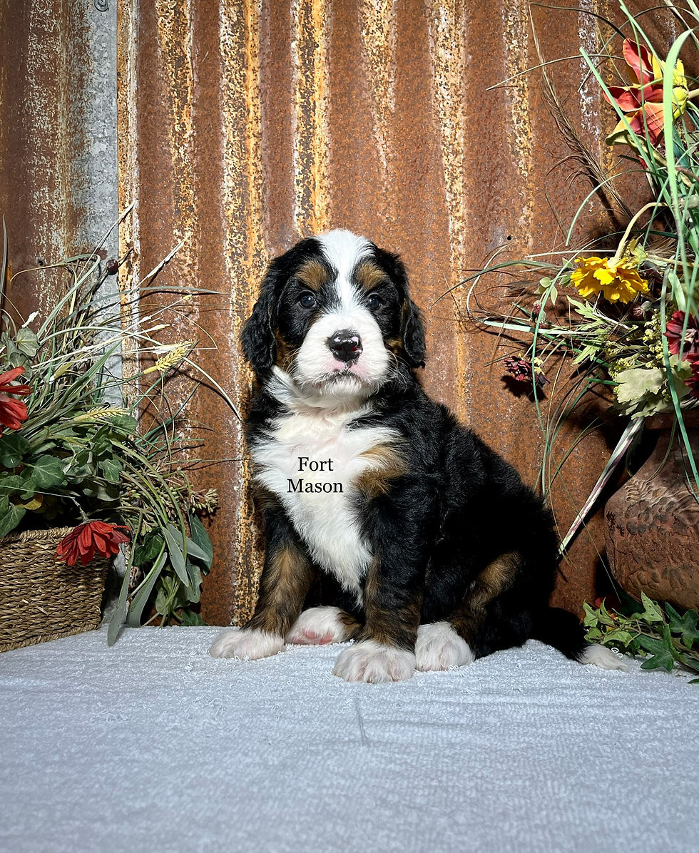 Thumbnail: Harvey (Reserved)
