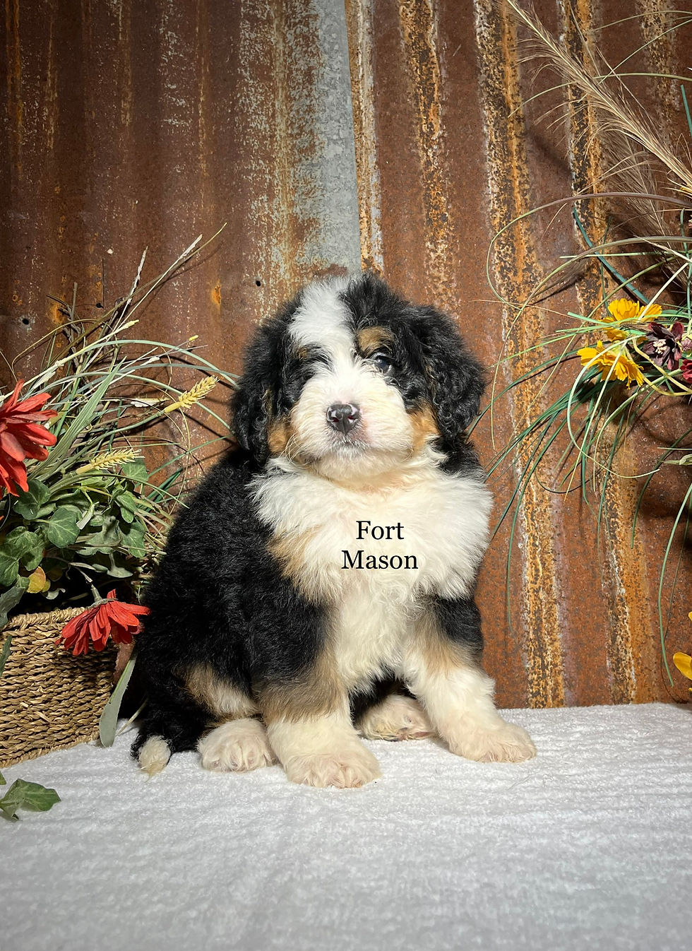 Thumbnail: Chester (Reserved)