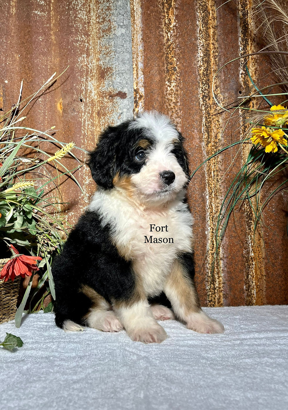 Cassie (Reserved)