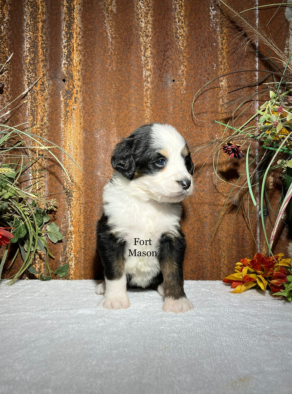 Thumbnail: Raven (Reserved)