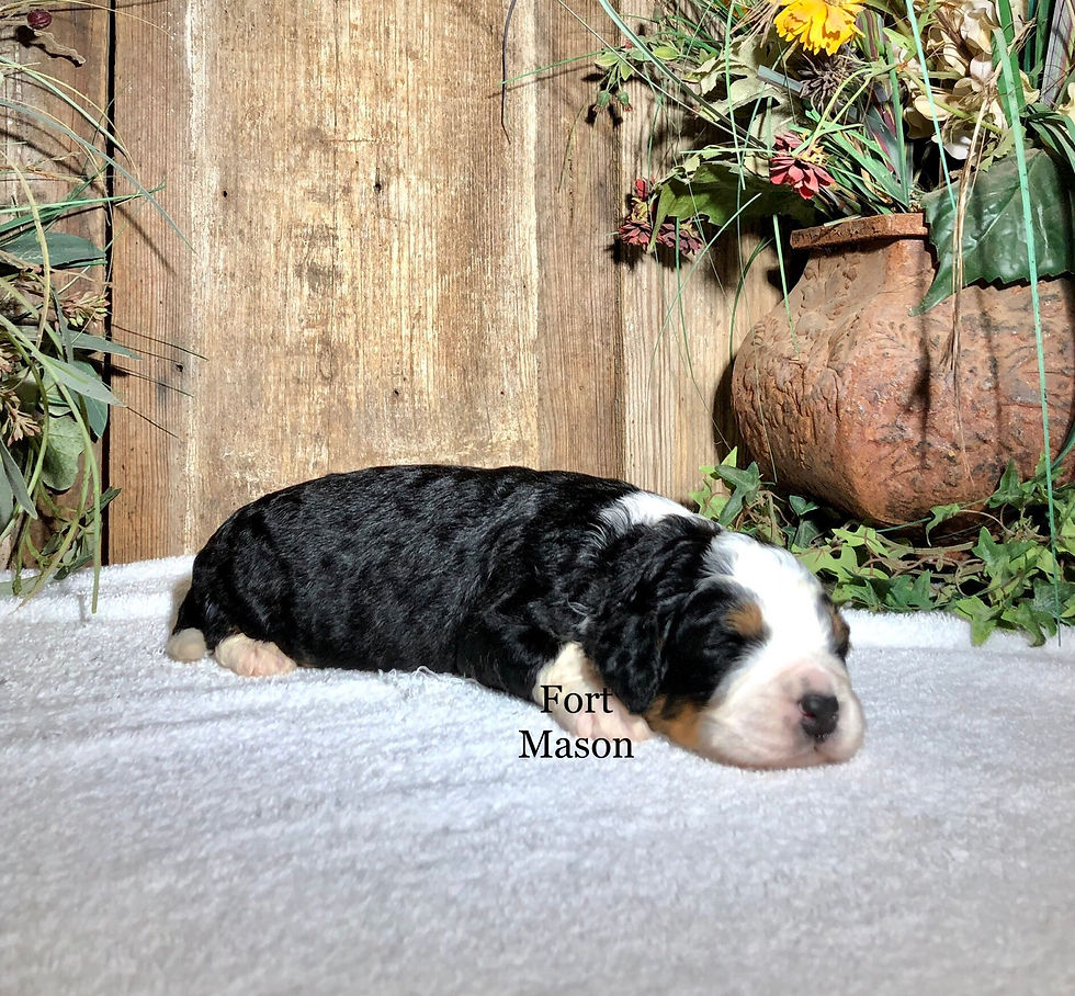 Thumbnail: Oscar (Reserved)