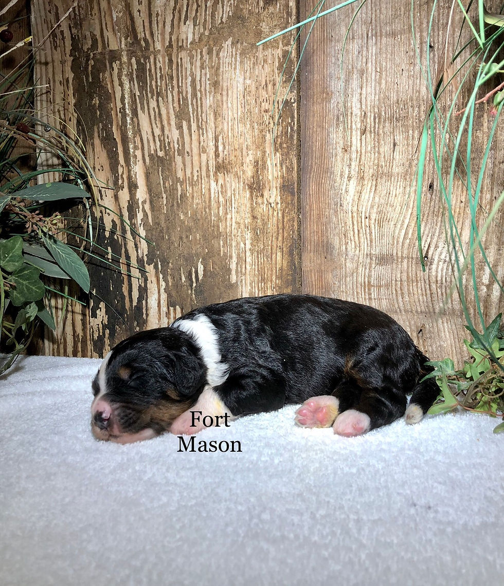 Thumbnail: Knox (Reserved)