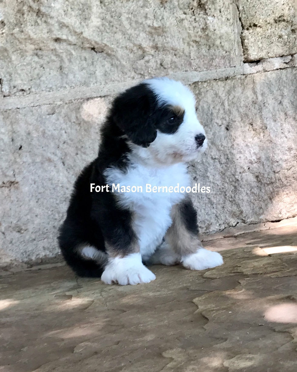 Thumbnail: Daisy (Reserved)