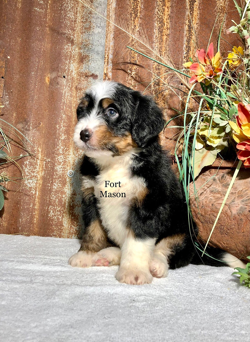 Thumbnail: Elvira (Reserved)