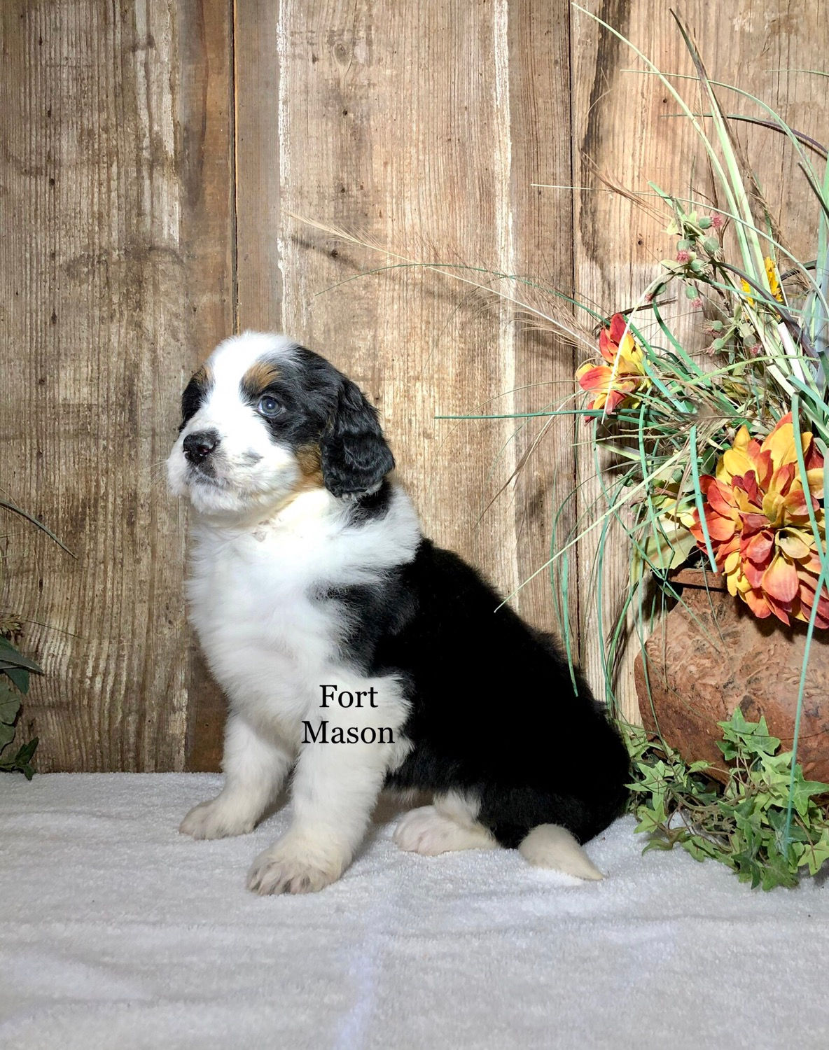 Noel (Reserved)