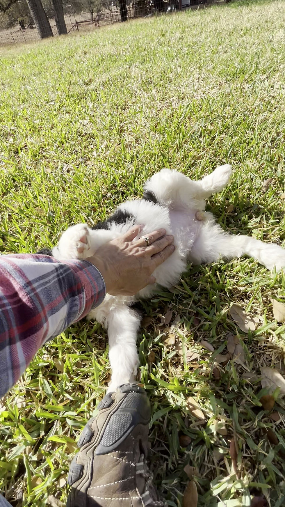 Thumbnail: Abby (Reserved)