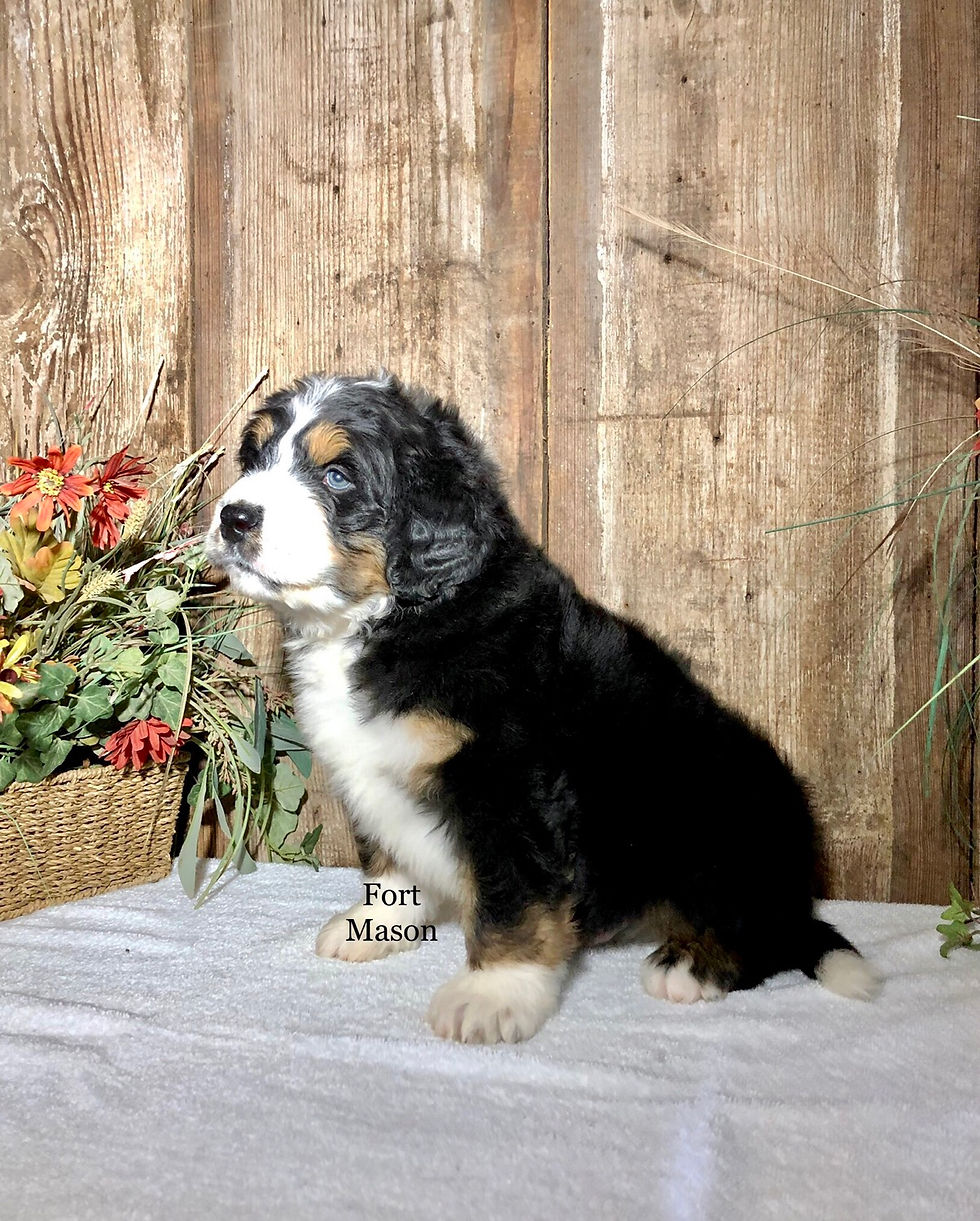 Thumbnail: Niles (Reserved)