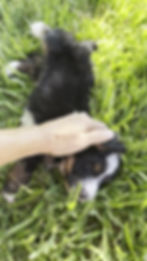 Thumbnail: Gizmo