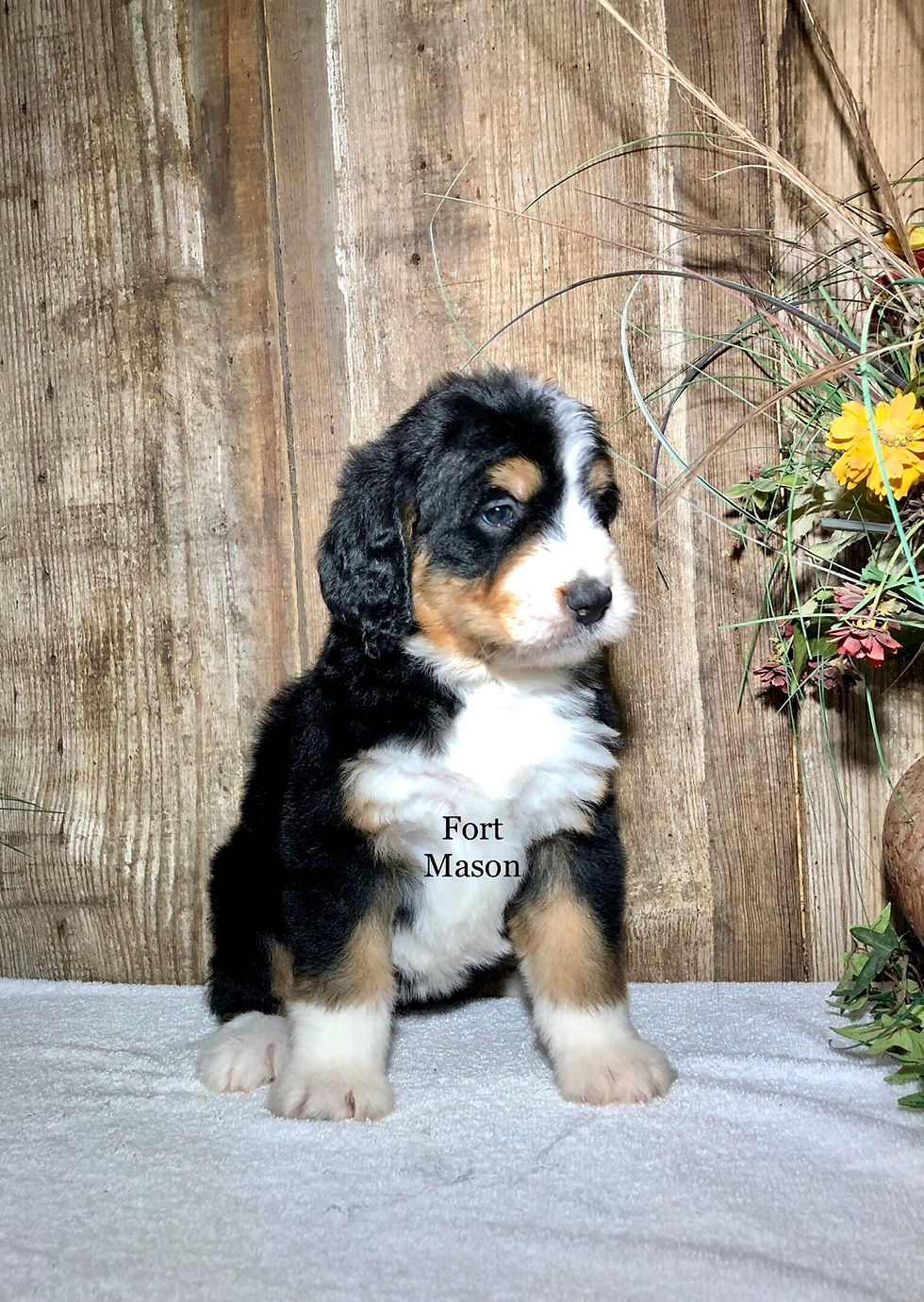 Thumbnail: Lacey (Reserved)