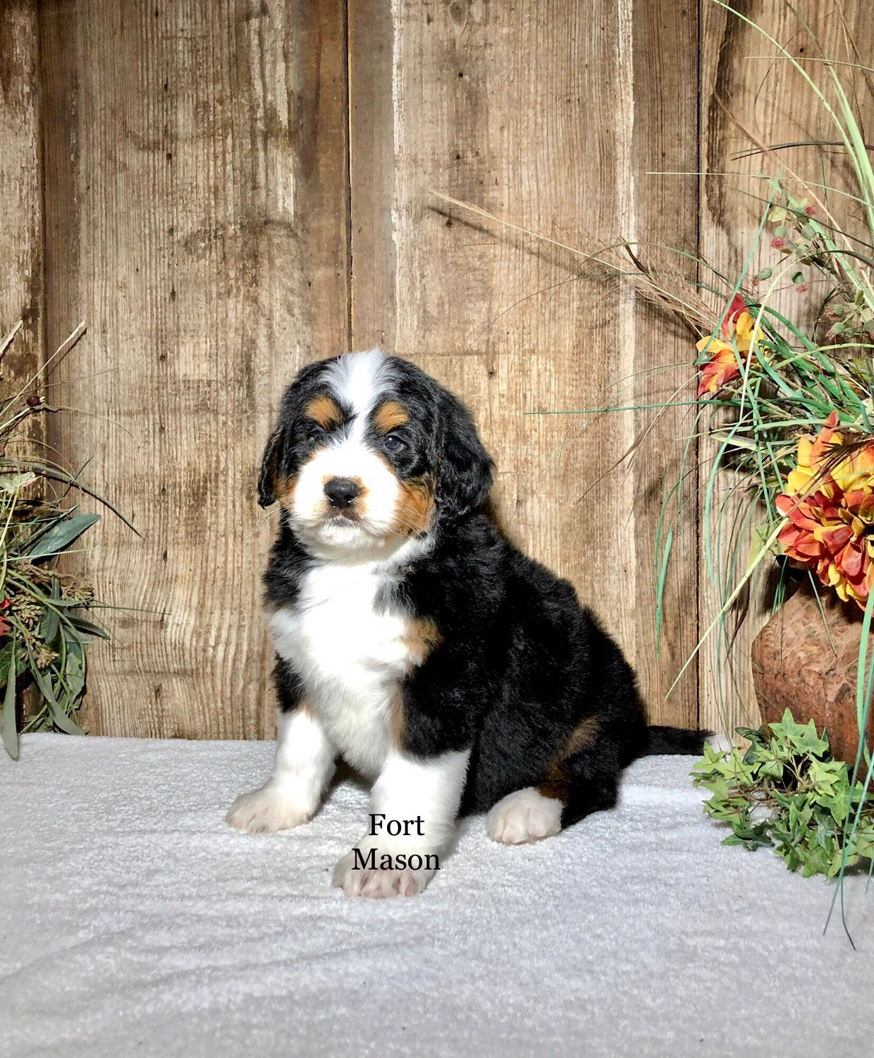Quinn (Reserved)