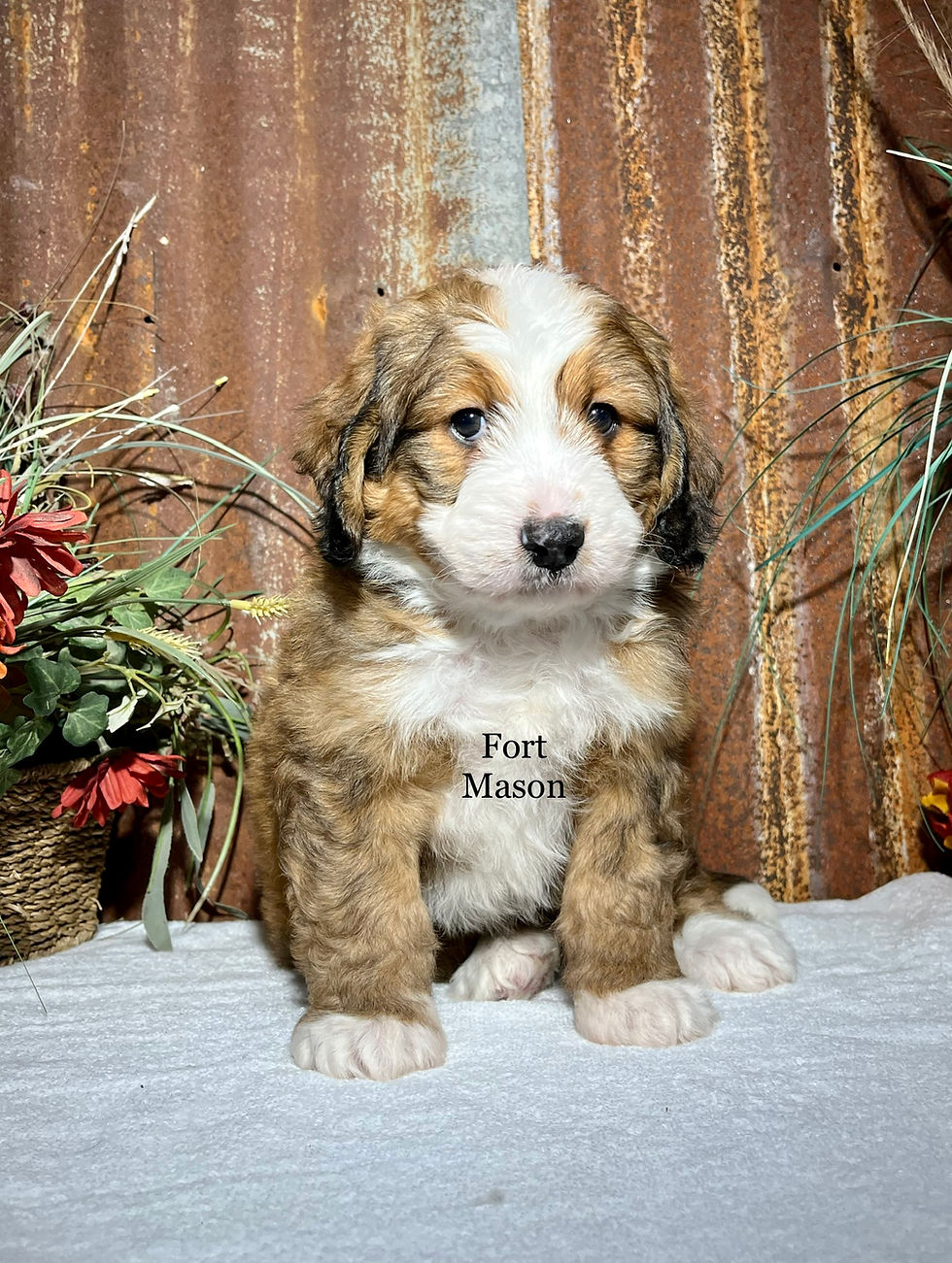 Thumbnail: Wallace (Reserved)