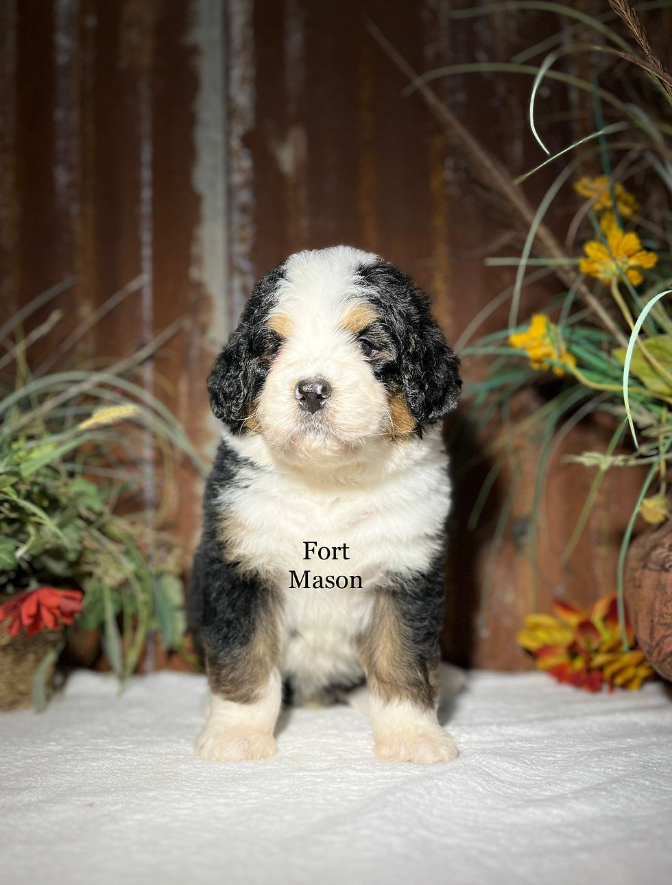 Thumbnail: Chester (Reserved)