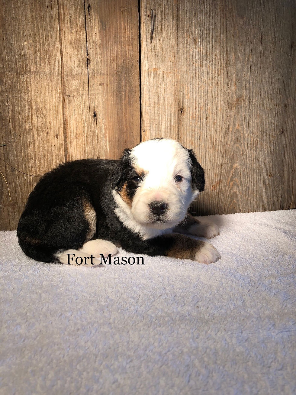 Thumbnail: Panda (Reserved)
