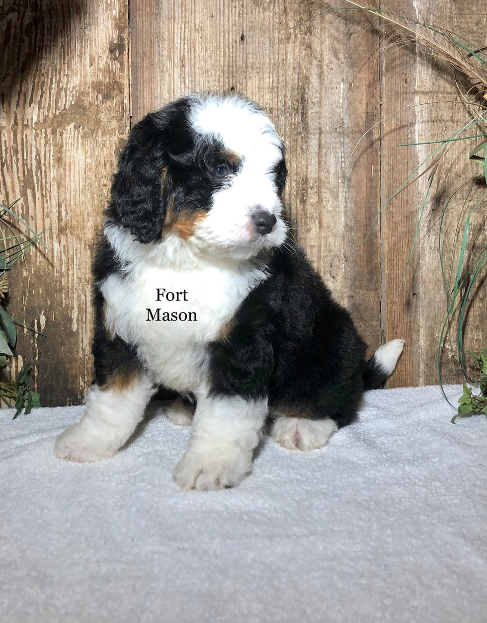 Thumbnail: Oscar (Reserved)