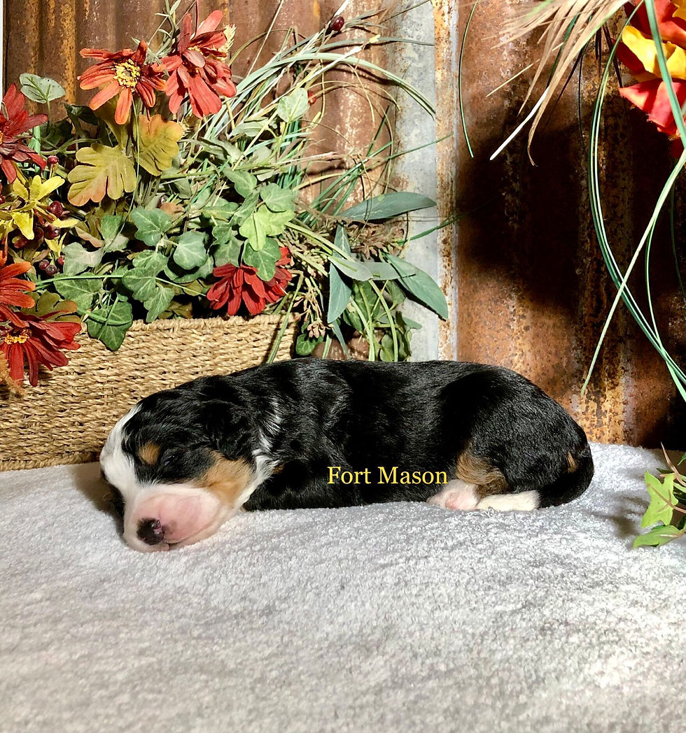 Thumbnail: Zeke (Reserved)