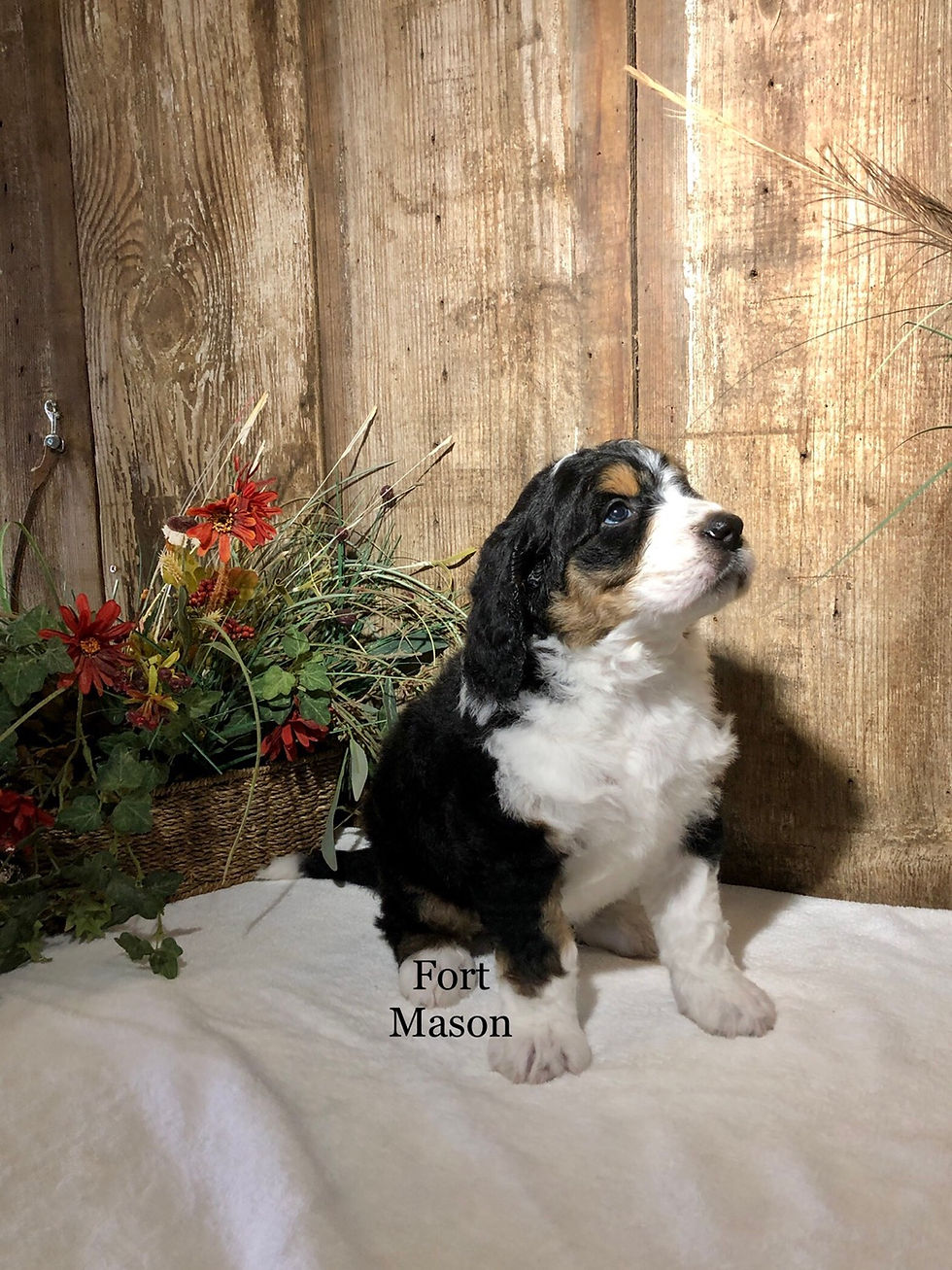 Thumbnail: Wilma (Reserved)