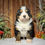 Thumbnail: Percy (Reserved)
