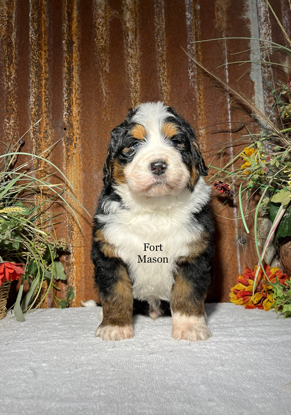 Thumbnail: Percy (Reserved)