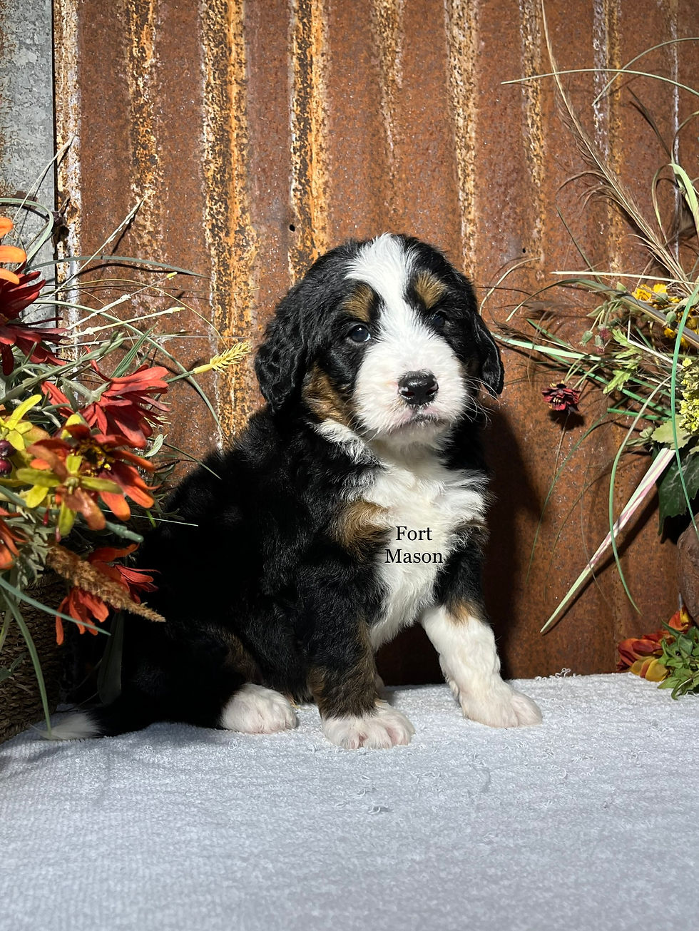 Thumbnail: Hank (Reserved)