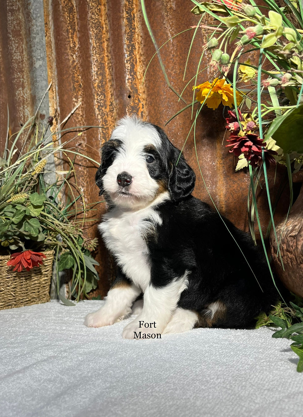 Thumbnail: Gloria (Reserved)