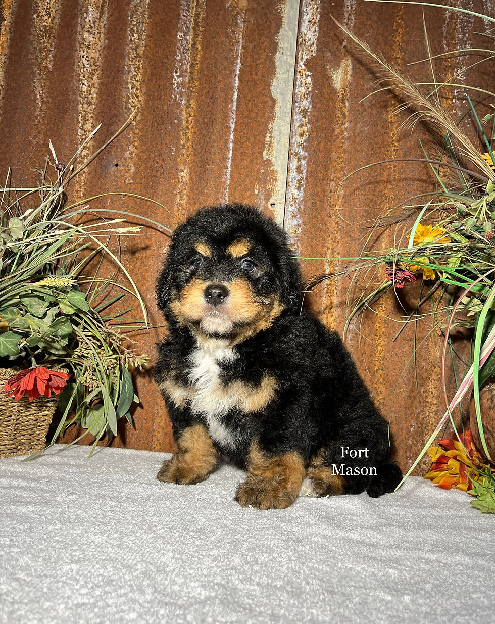 Thumbnail: Napoleon (Reserved)