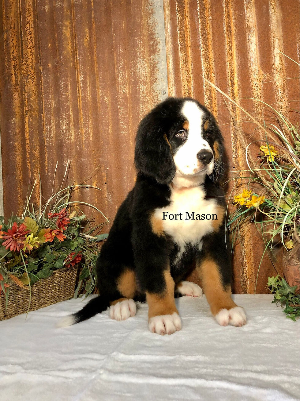 Thumbnail: Buster (Reserved)