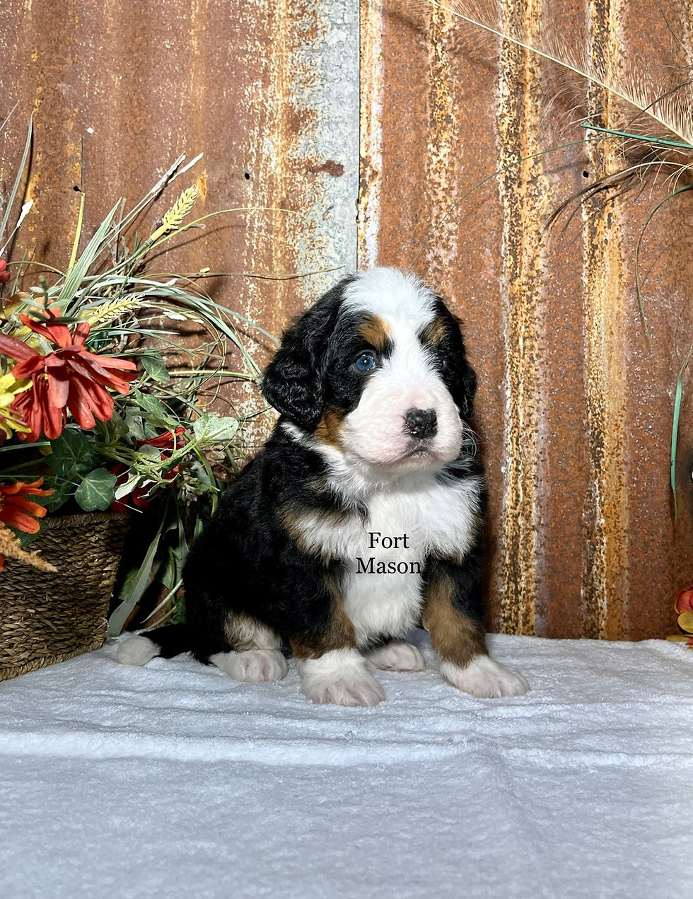 Thumbnail: Virgil (Reserved)