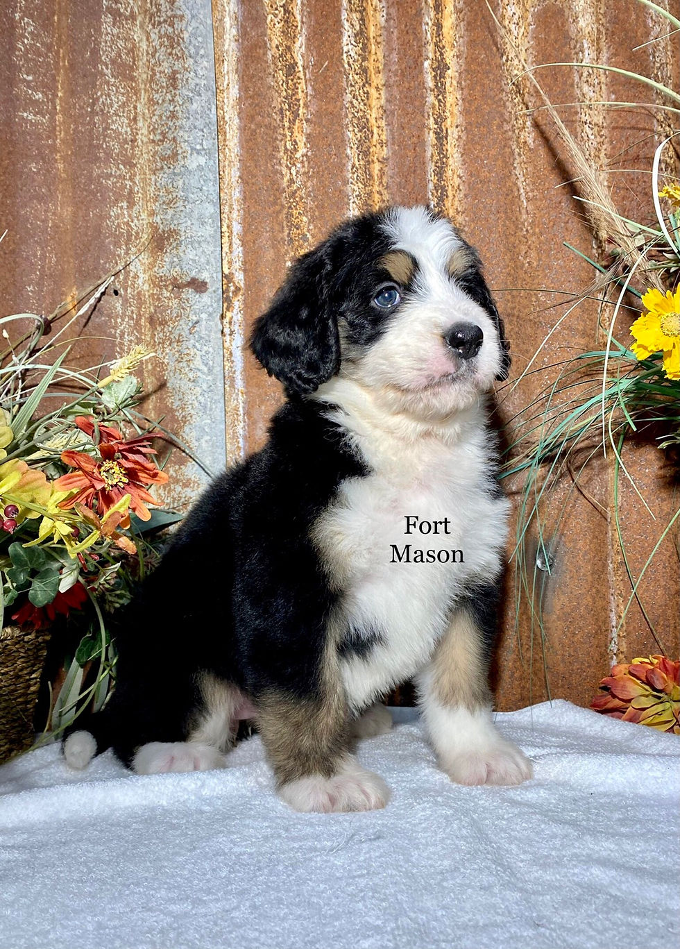 Thumbnail: Pearl (Reserved)