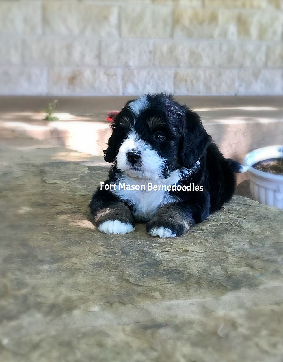 Thumbnail: Dolly (Reserved)