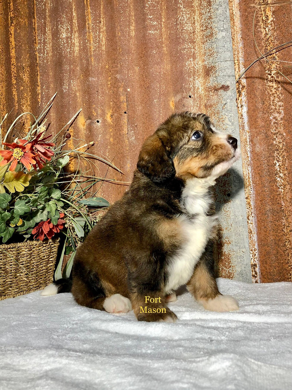 Thumbnail: Copper (Reserved)