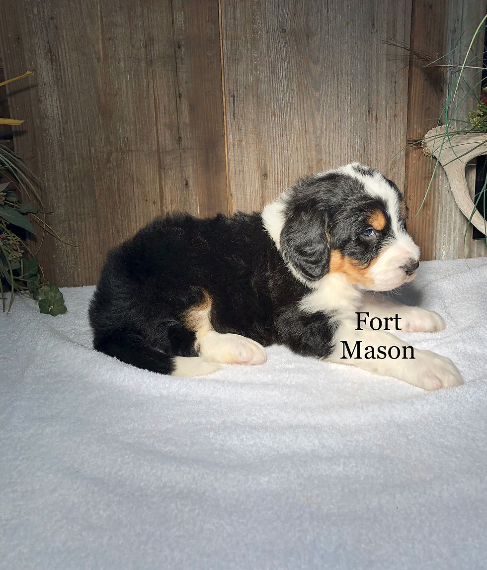 Thumbnail: Milo (Reserved)