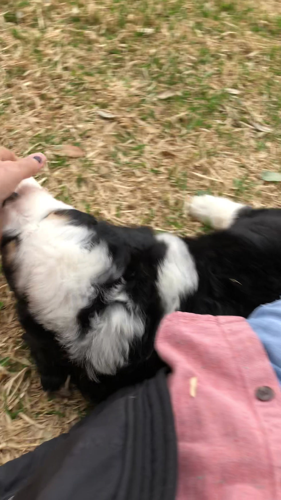Thumbnail: Samson (Reserved)