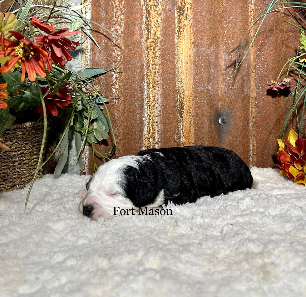 Thumbnail: Teddy (Reserved)