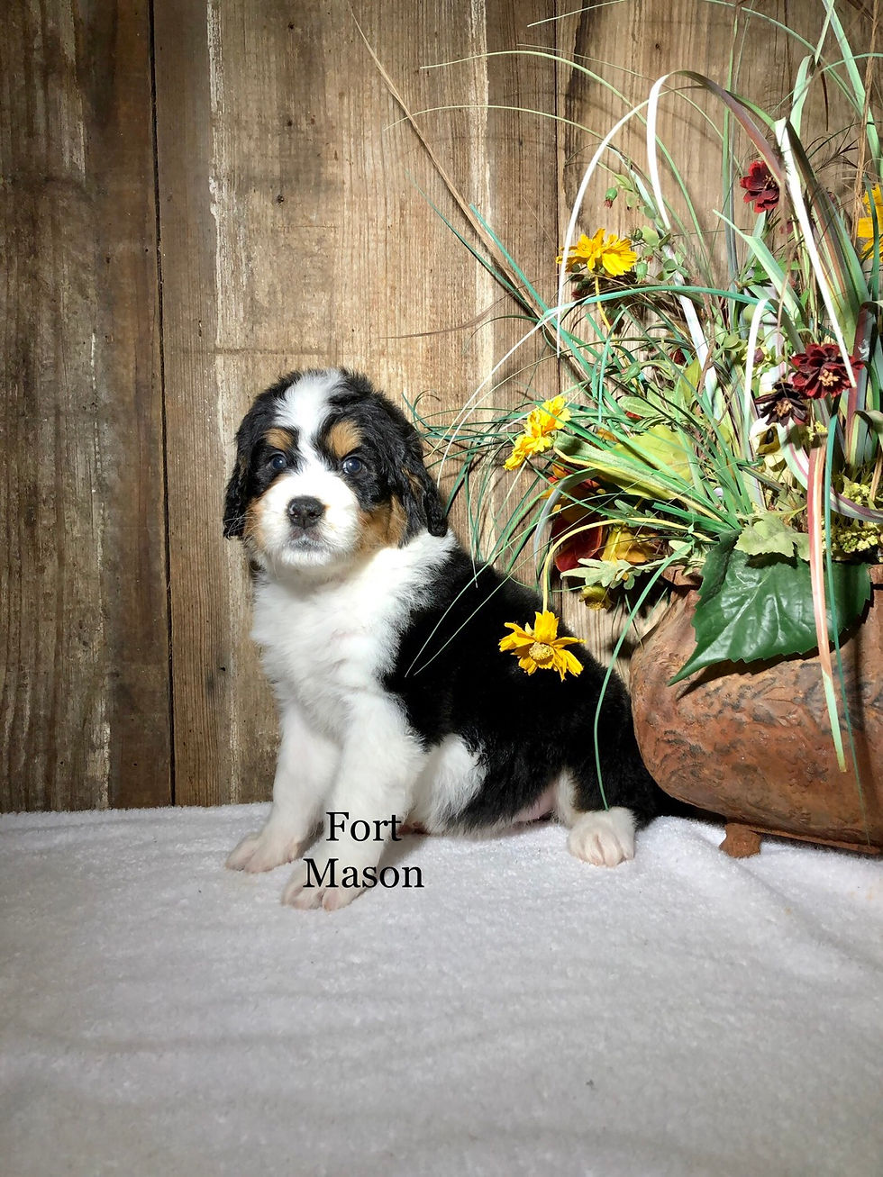 Thumbnail: Bessie (Reserved)