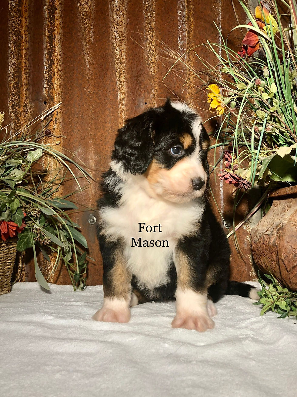 Thumbnail: Gussie (Reserved)