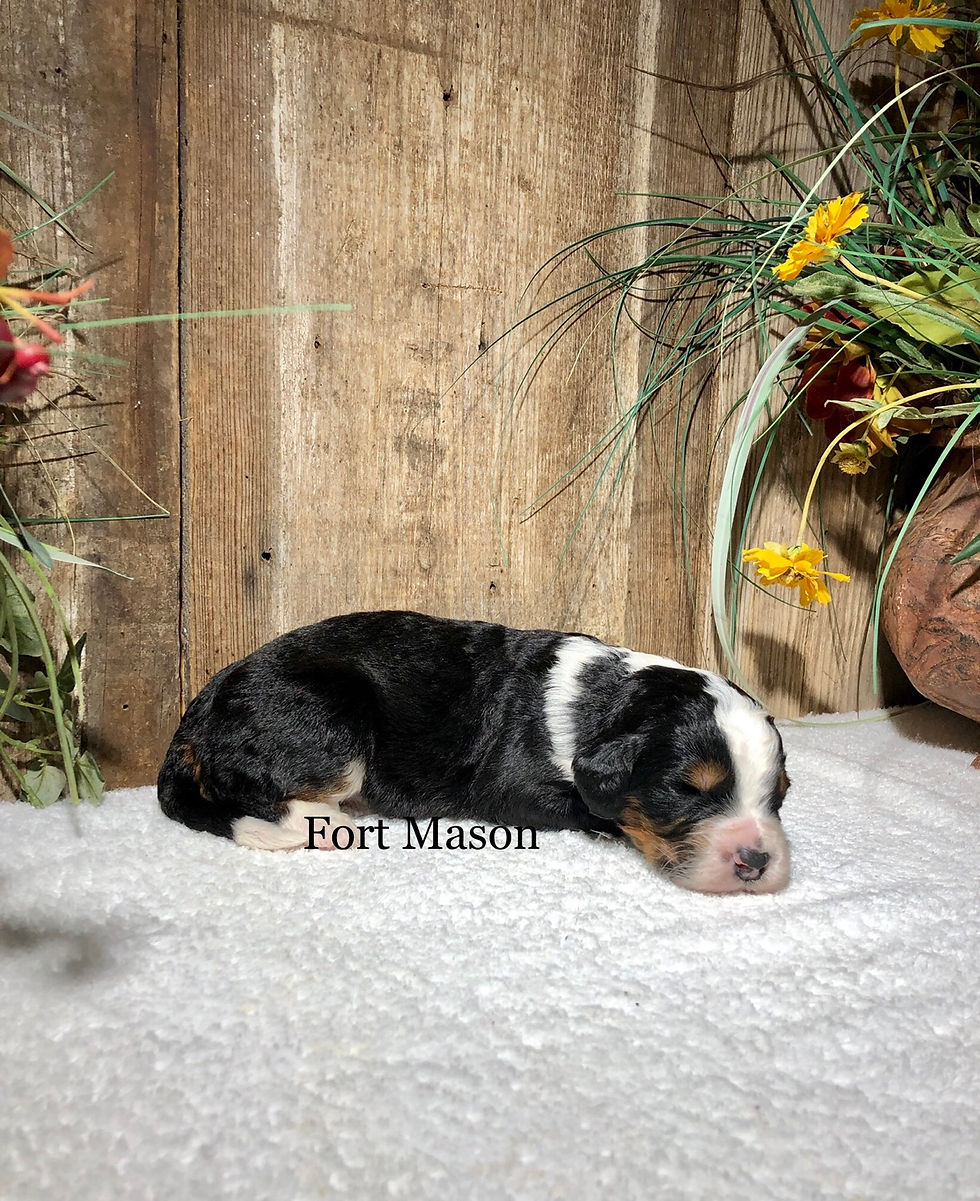 Thumbnail: Benson (Reserved)