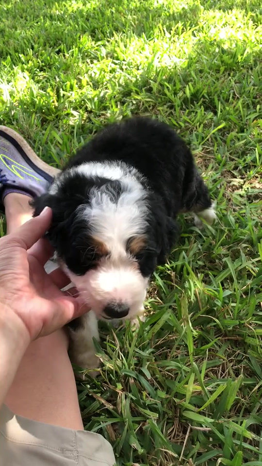 Thumbnail: Ivory (Reserved)