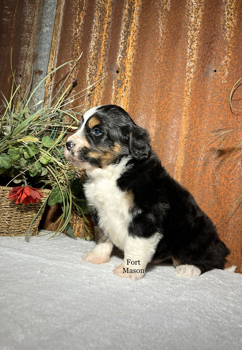 Thumbnail: Rex (Reserved)