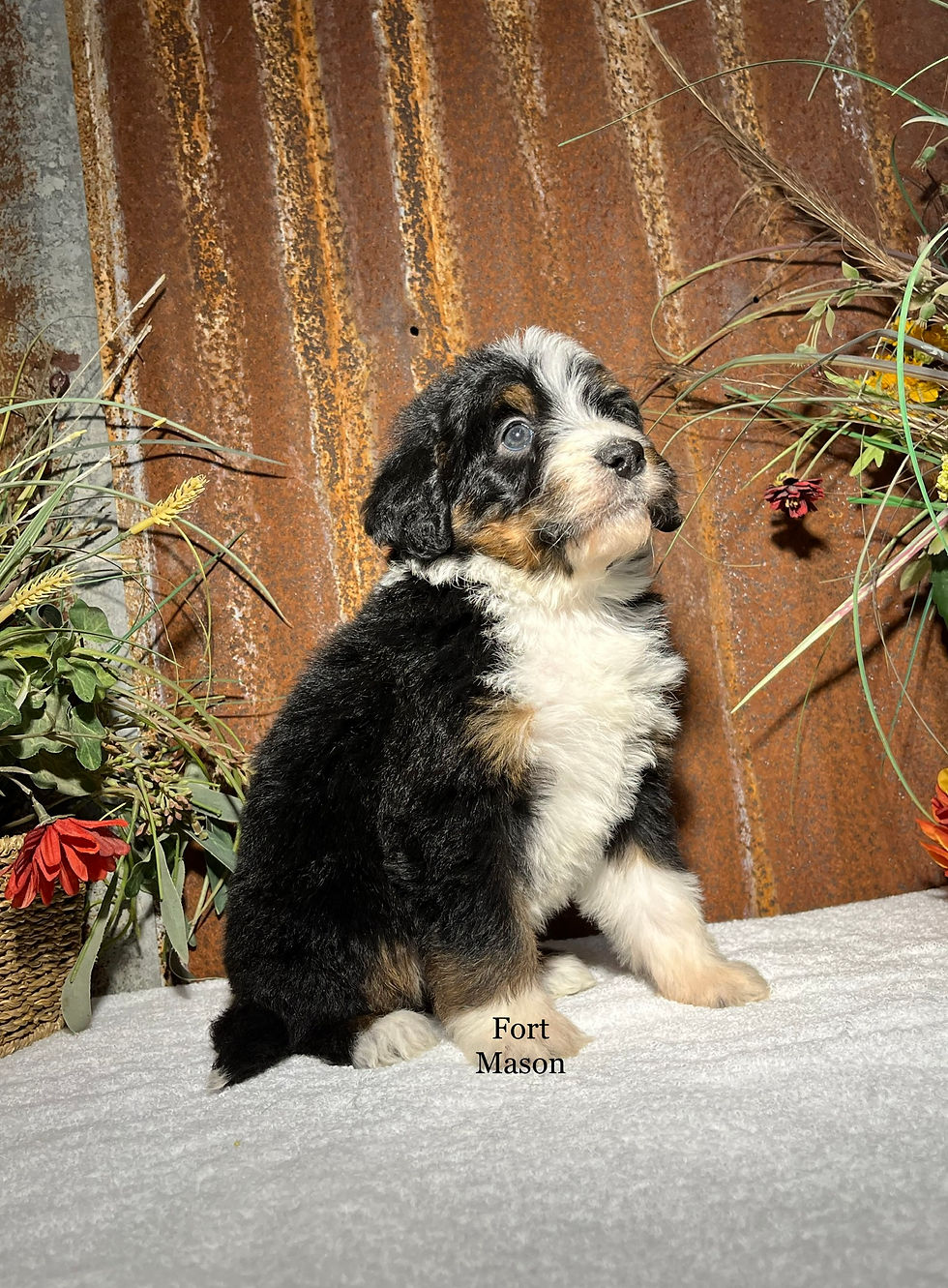 Thumbnail: Bonnie (Reserved)