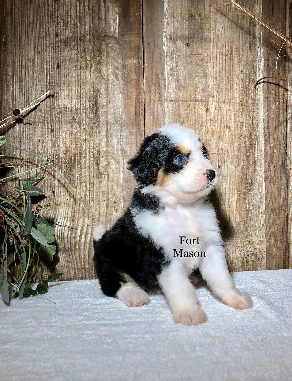 Thumbnail: Hailey (Reserved)