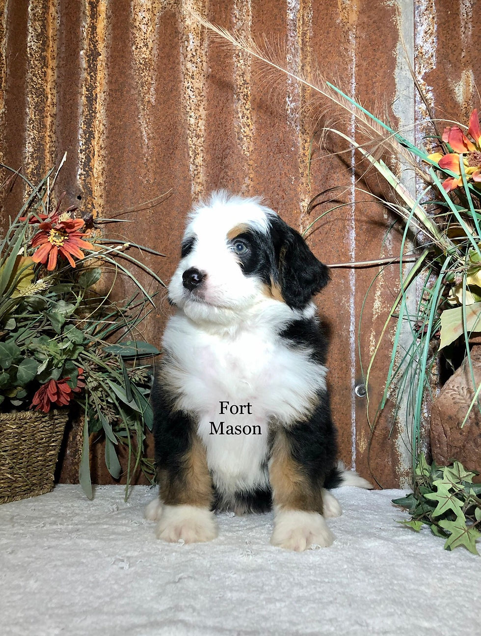 Thumbnail: Wally (Reserved)