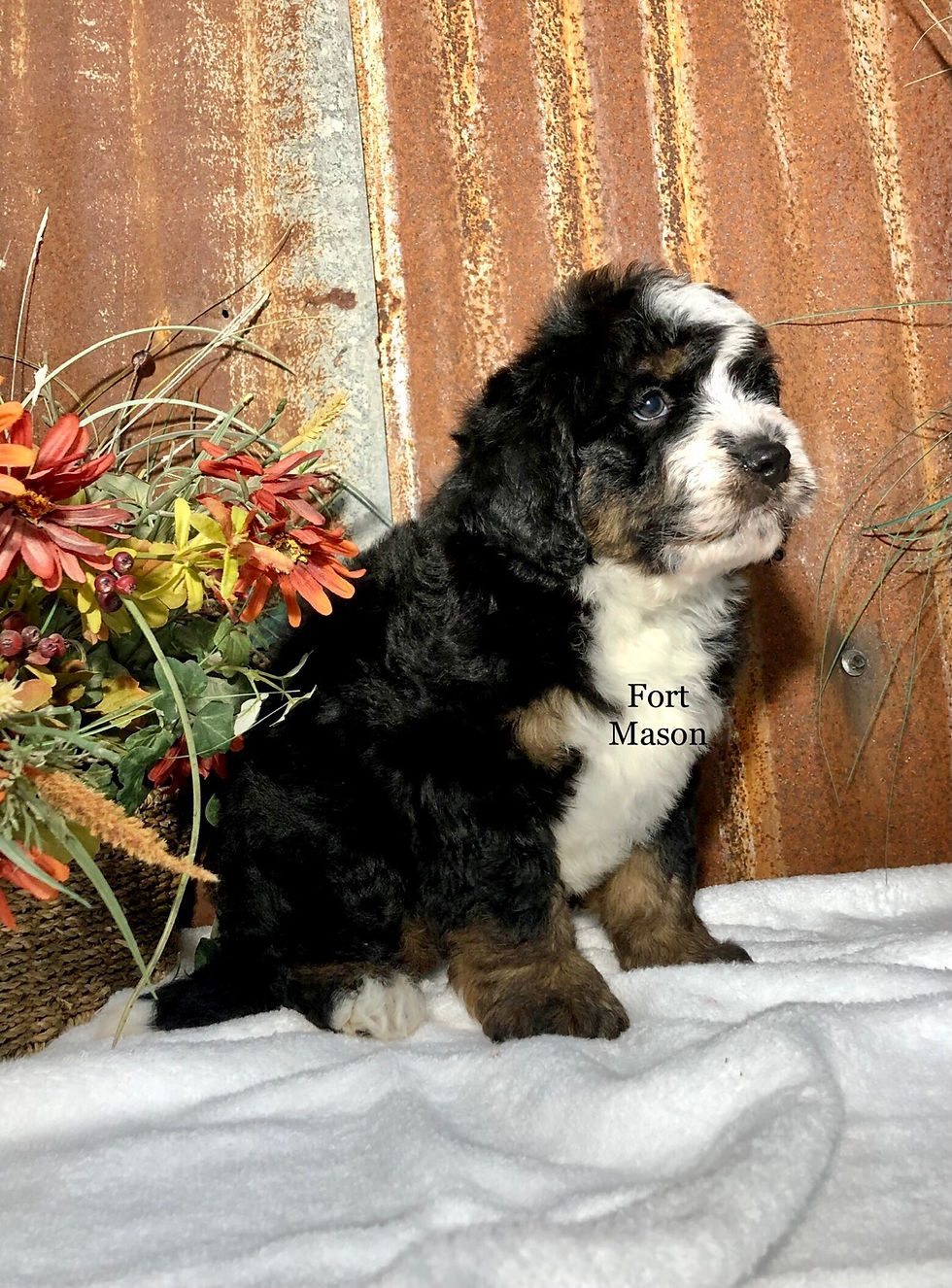 Thumbnail: Otis (Reserved)