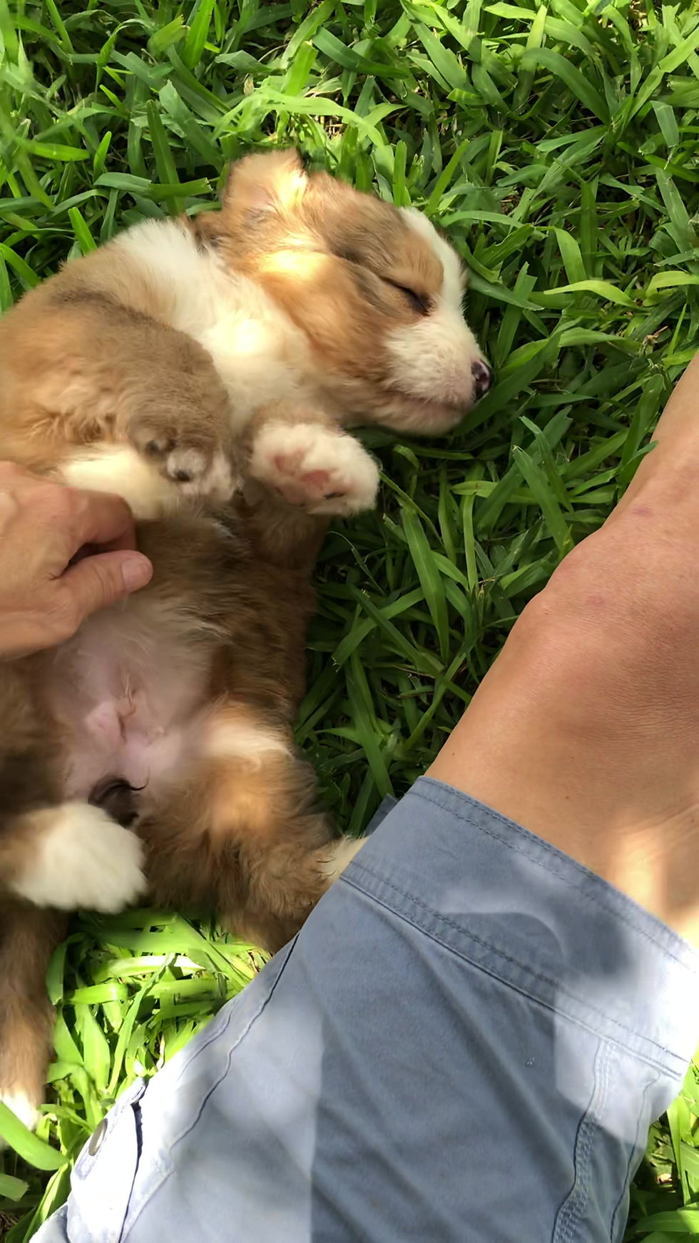 Thumbnail: Cookie (Reserved)