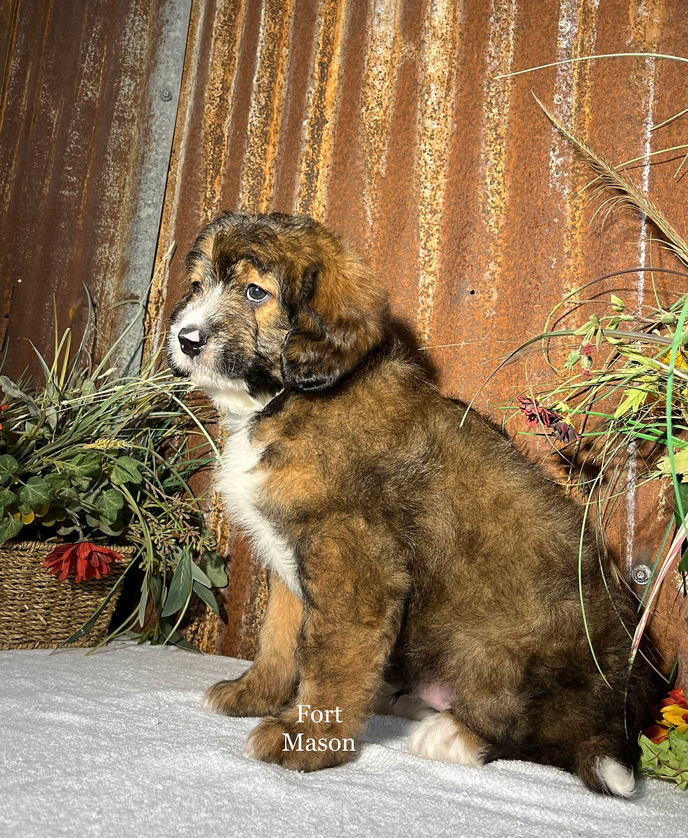 Thumbnail: Malachi (Reserved)