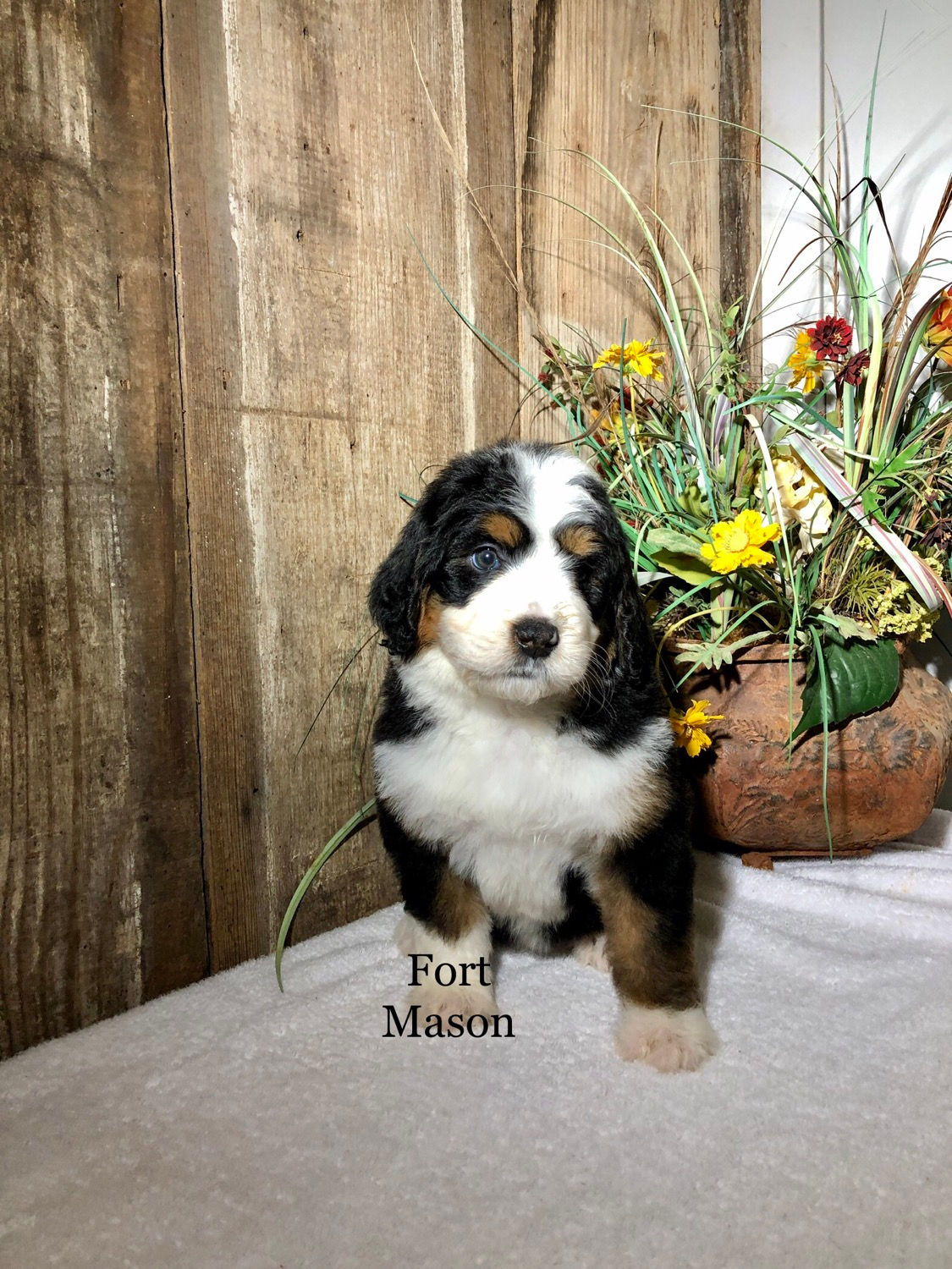 Blitzen (Reserved)