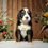 Thumbnail: Harvey (Reserved)