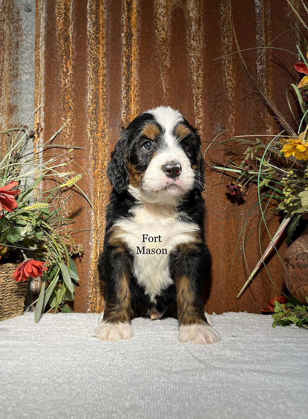 Harvey (Reserved)